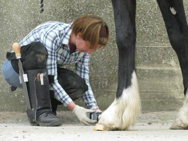 clean trax horse hoof treatment