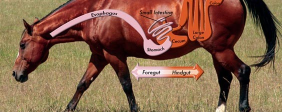 Equine digestive system