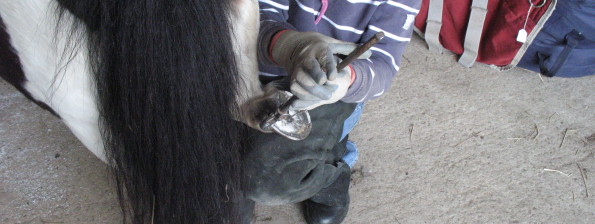 Equine Podiatry - trimming a little one